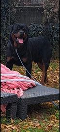 Cuccioli rottweiler allevamento enci fci