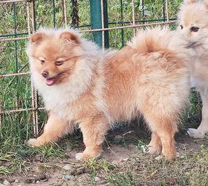 Cucciola Spitz Tedesco Piccolo ( Kleinspitz )