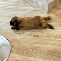 Coniglio nano ariete maschio