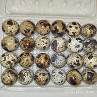 Uova di Quaglie jumbo