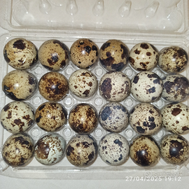 Uova di Quaglie jumbo