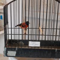 Cardinalino
