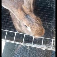 Conigli Leprini Viterbesi