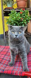 Maschio scottish fold per monta