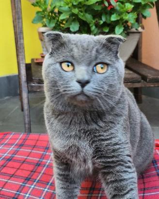 Maschio scottish fold per monta