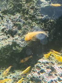 Ancistrus Albini