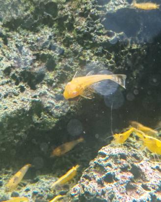 Ancistrus Albini
