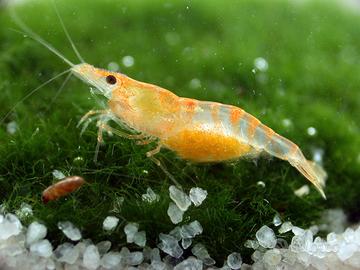 Lumache pesci caridine e neocaridine per acquario
