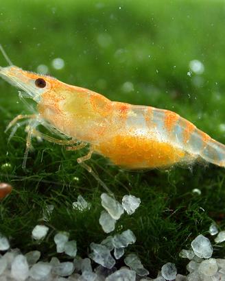 Lumache pesci caridine e neocaridine per acquario