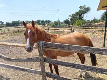 Quarter Horse doc Apa