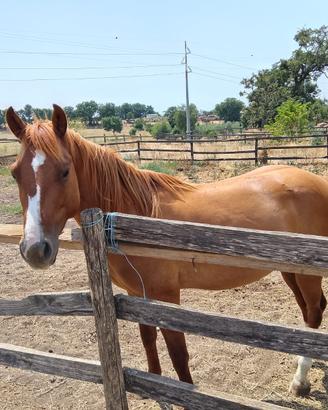 Quarter Horse doc Apa