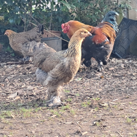 Brahma perniciato oro maglia nera