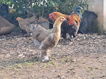 Brahma perniciato oro maglia nera