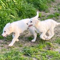 Cuccioli incrocio Pastore Svizzero ADOZIONE
