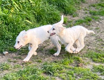 Cuccioli incrocio Pastore Svizzero ADOZIONE