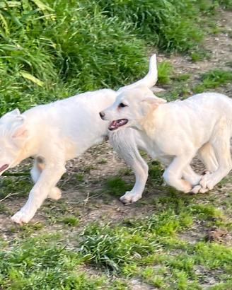Cuccioli incrocio Pastore Svizzero ADOZIONE