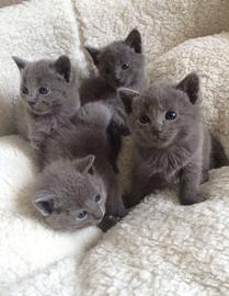 GATTO CERTOSINO - CERTOSINI CUCCIOLI disponibili