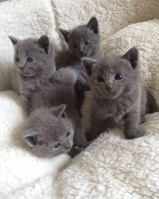 GATTO CERTOSINO - CERTOSINI CUCCIOLI disponibili