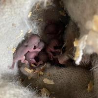 Mini ghiri di africani