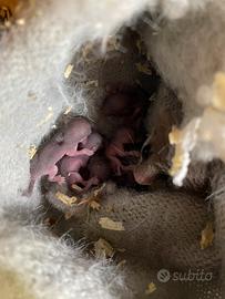 Mini ghiri di africani