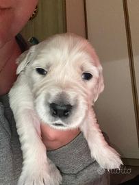 Cuccioli di GOLDEN retriver