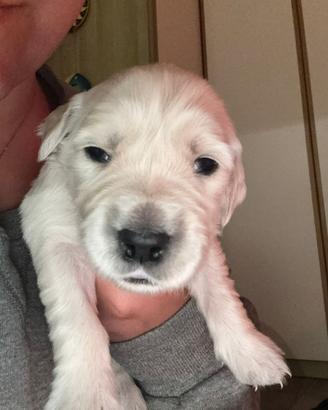 Cuccioli di GOLDEN retriver