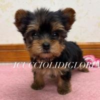 Meravigliosa MINI Yorkshire