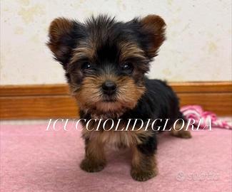 Meravigliosa MINI Yorkshire