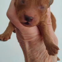 Barboncini maschietti