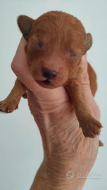 Barboncini maschietti