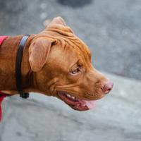 Pitbull rednose