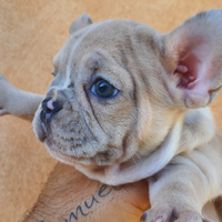 Bulldog francese 3