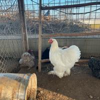 Gallo cocincina gigante