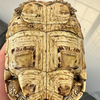 Tartaruga pardalis femmina