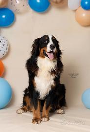 Bovaro disponibile per monta