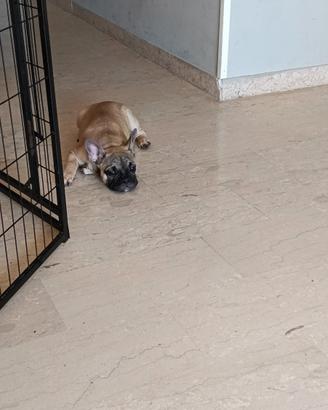 Bulldog francese