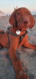 Vizsla ungherese