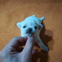 Chihuahua meravigliosi pedigree enci