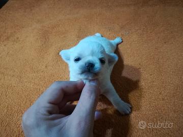 Chihuahua meravigliosi pedigree enci