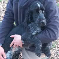 Cocker x accoppiamento