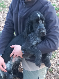 Cocker x accoppiamento