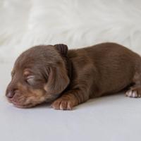 Bassotto cioccolato