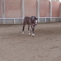 Equitazione in mezzafida