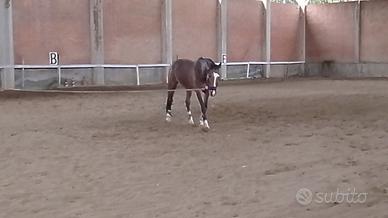 Equitazione in mezzafida