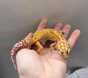geco leopardino Blood Red Diamond