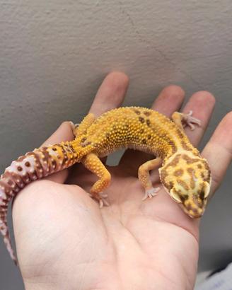 geco leopardino Blood Red Diamond