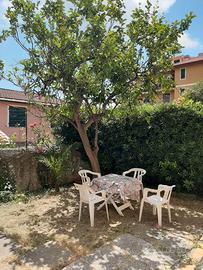 cervo ( im) dal 16 al 30 settembre o ottobre 