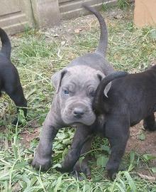 Cucciolo Cane Corso Grigio
