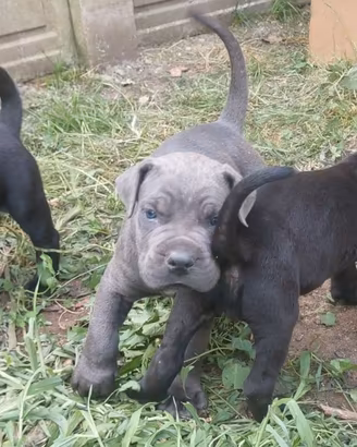 Cucciolo Cane Corso Grigio