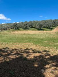 Terreno Agricolo 1 ettaro con Uliveto - Pianella